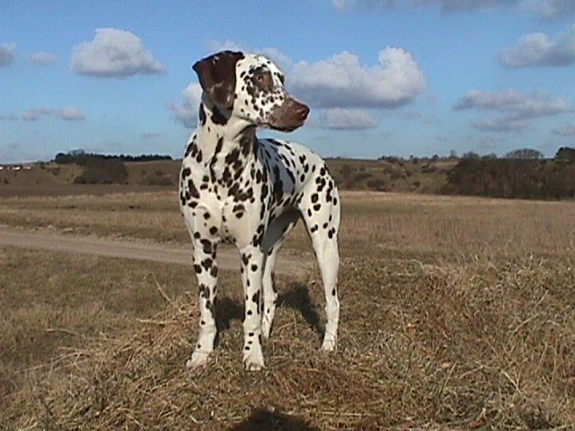 Bonnie p toppen med bl himmel i baggrunden